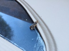 Loxostege albiceralis