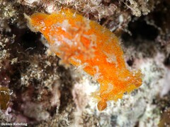Plocamopherus maderae