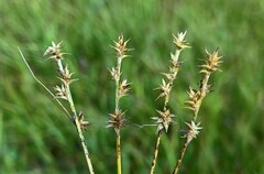 Carex echinata echinata