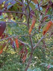 Rhus glabra