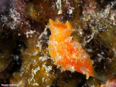 Plocamopherus maderae