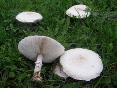 Agaricus sylvicola