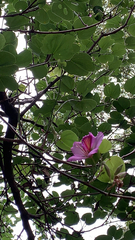 Bauhinia variegata