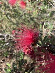 Calliandra