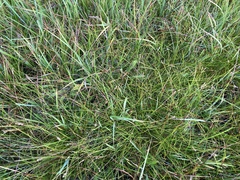 Carex echinata echinata