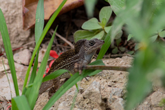 Anolis sagrei