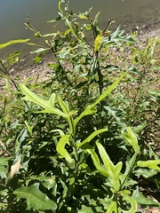 Eleusine indica
