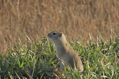 Urocitellus richardsonii