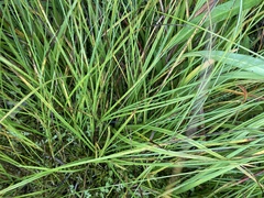 Carex echinata echinata