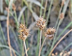 Carex straminiformis
