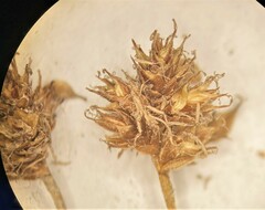 Carex straminiformis