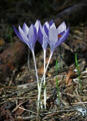 Crocus
