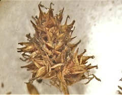 Carex straminiformis