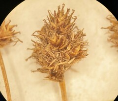 Carex straminiformis