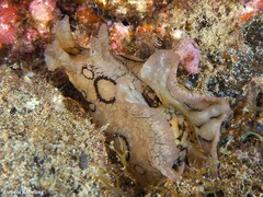 Aplysia dactylomela