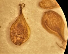 Carex straminiformis