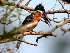 Megaceryle maxima maxima