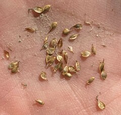 Carex straminiformis