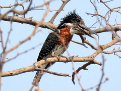 Megaceryle maxima maxima