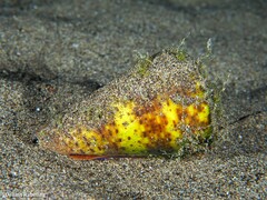 Conus canariensis