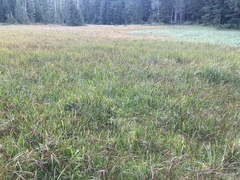 Carex echinata echinata