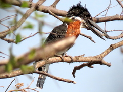 Megaceryle maxima maxima