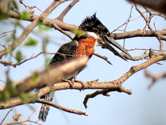 Megaceryle maxima maxima