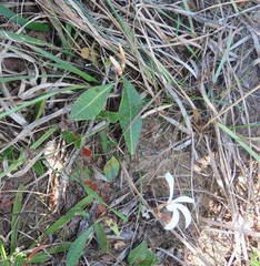 Ancylobothrys capensis