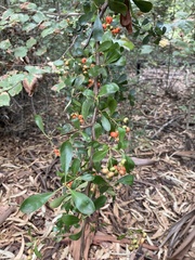 Pyracantha angustifolia
