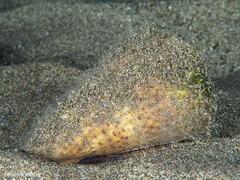 Conus canariensis