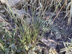 Carex straminiformis