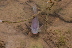 Oreochromis niloticus