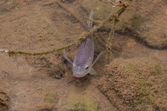 Oreochromis niloticus