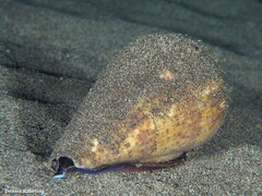 Conus canariensis