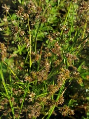 Juncus acuminatus