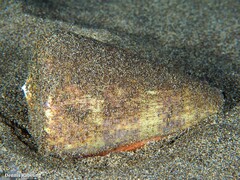Conus canariensis