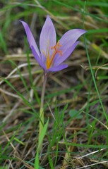 Crocus