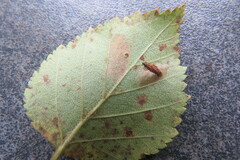 Coleophora viminetella