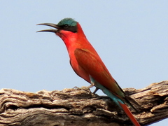 Merops nubicoides