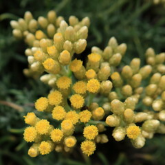 Helichrysum revolutum