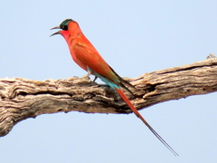 Merops nubicoides