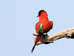Merops nubicoides