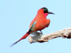 Merops nubicoides