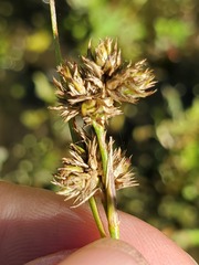 Juncus acuminatus