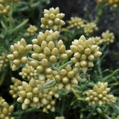 Helichrysum revolutum
