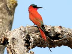 Merops nubicoides