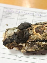 Pseudocosmospora rogersonii