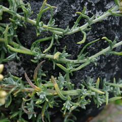 Helichrysum revolutum
