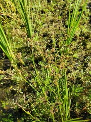 Juncus acuminatus