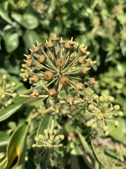 Hedera canariensis